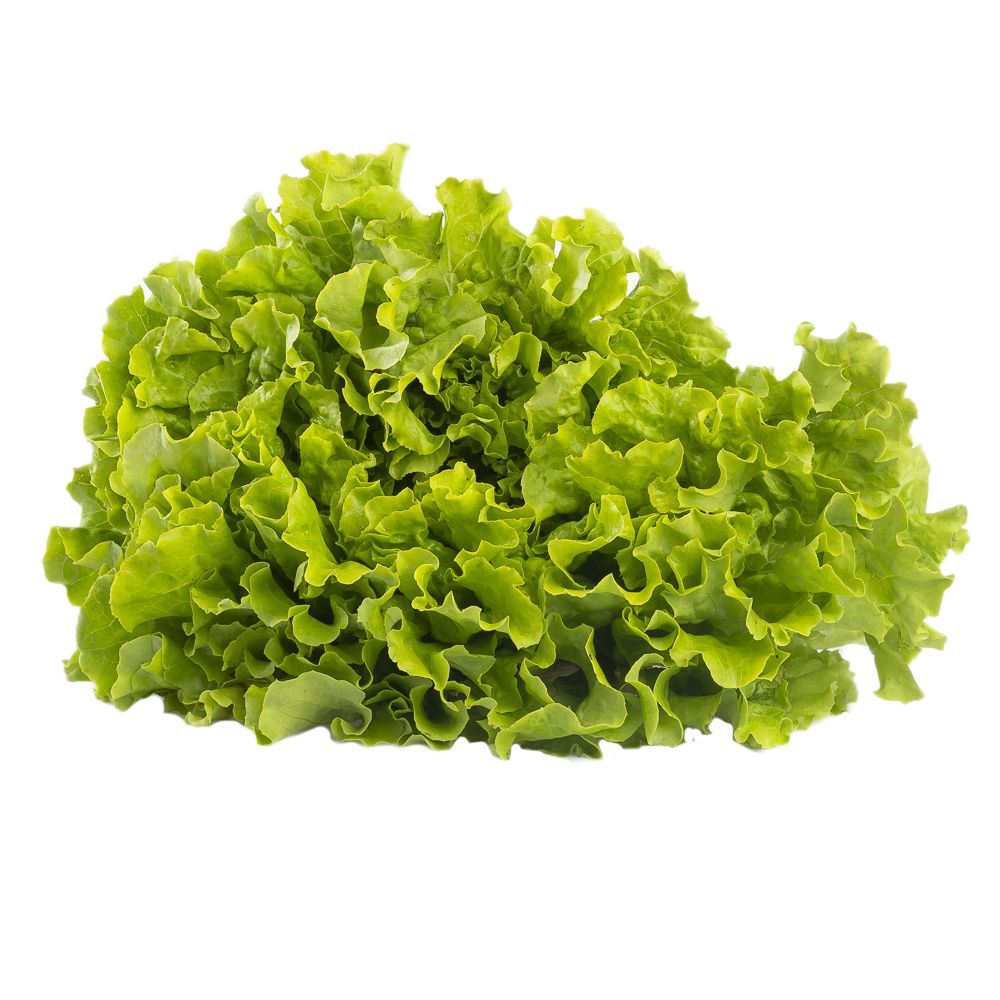  - Green Curly Lettuce Kg (1)