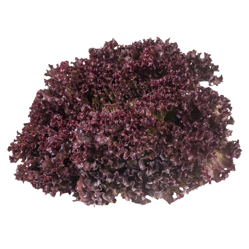  - Purple Lettuce Frisse Packed Kg (1)