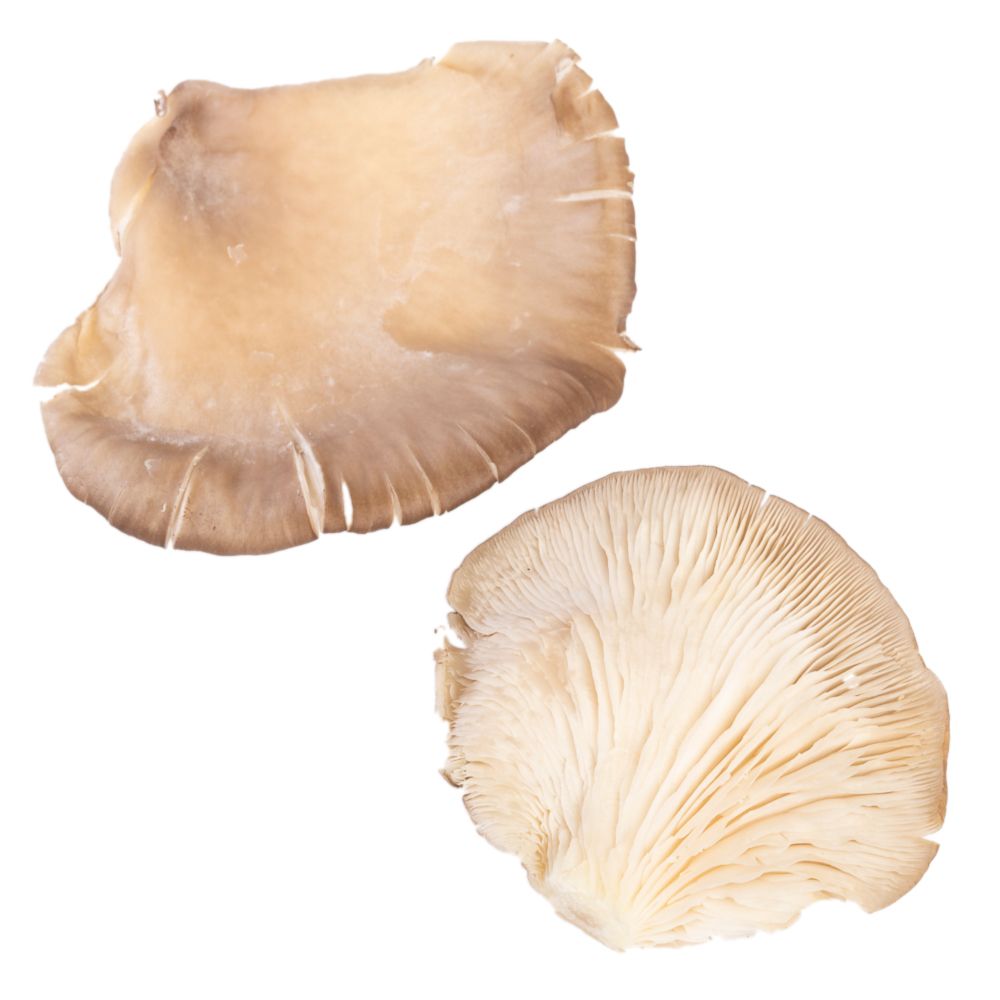  - Oyster Mushrooms Kg (1)