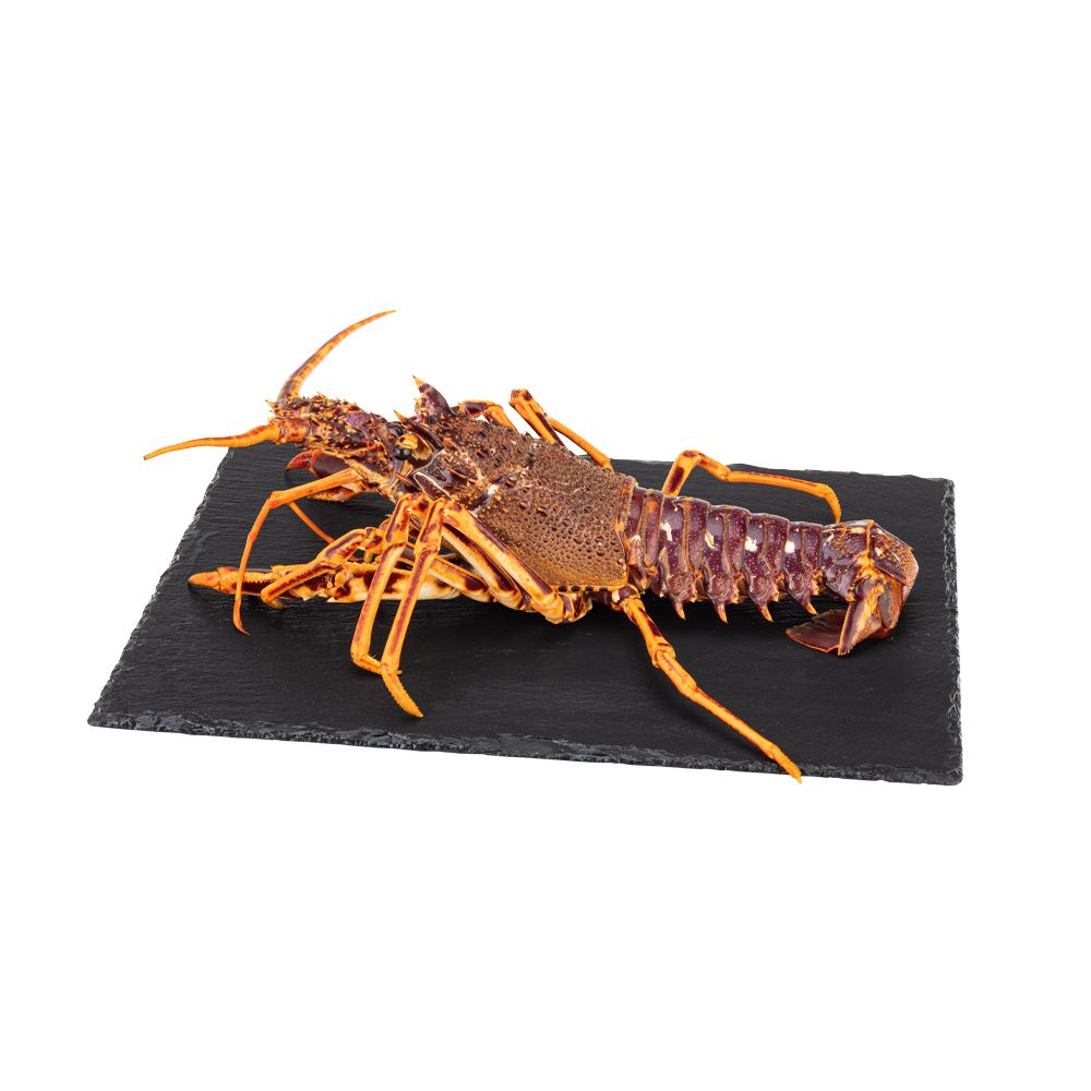  - Live Lobster Kg (1)