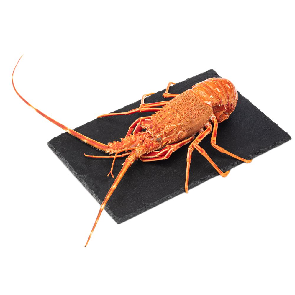  - Cooked Spiny Lobster Kg (1)