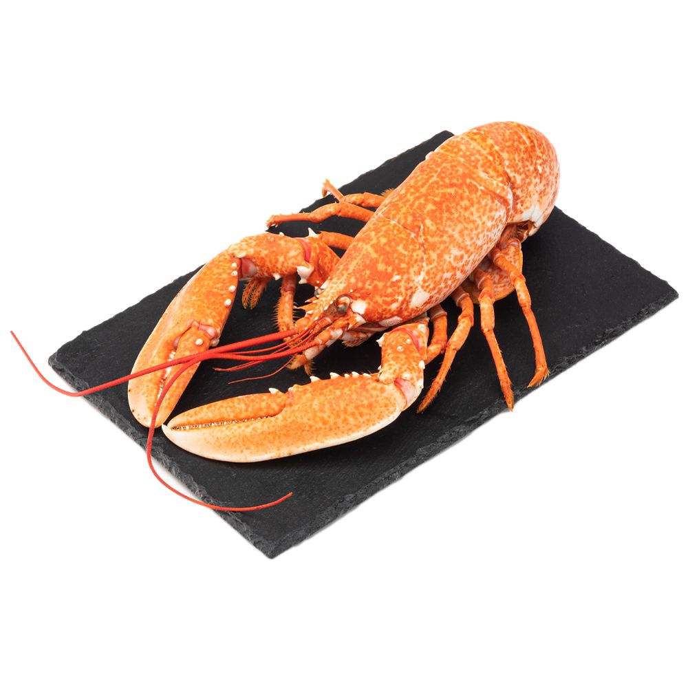  - Cooked Lobster Kg (1)