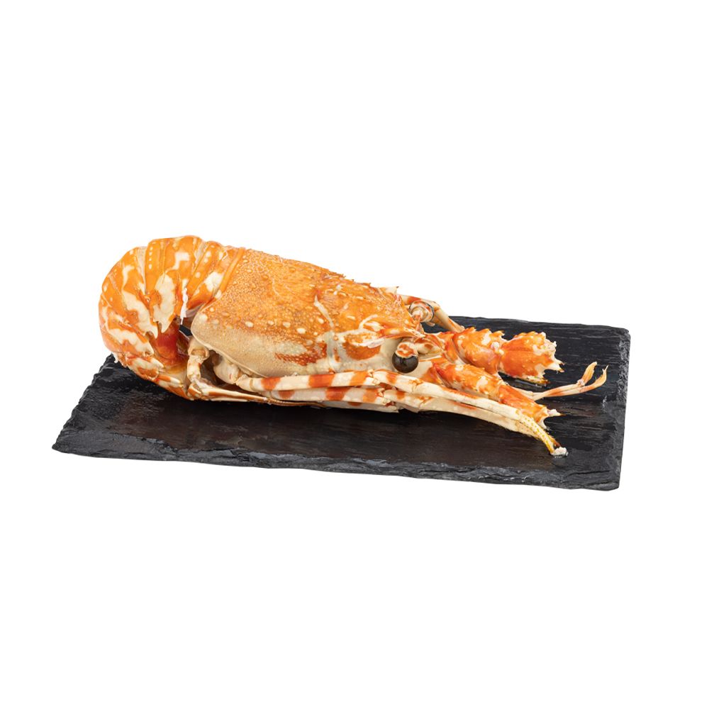  - Spiny Lobster 300/500 Kg (1)